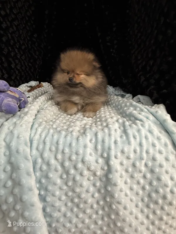 Raines  – Pomeranian puppy for sale in Greenville, GA