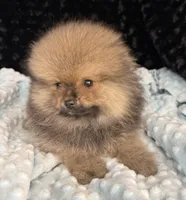 Riley, a male Pomeranian for sale in Greenville, GA – 3 of 7
