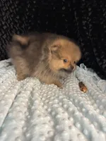Raines , a male Pomeranian for sale in Greenville, GA – 2 of 4