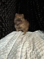 Maggi, a female Pomeranian for sale in Greenville, GA – 1 of 5