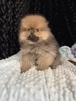 Riley, a male Pomeranian for sale in Greenville, GA – 5 of 7