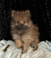 Maggi, a female Pomeranian for sale in Greenville, GA – 3 of 5