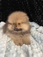 Riley, a male Pomeranian for sale in Greenville, GA – 6 of 7