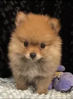 Harmony , a female Pomeranian for sale in Greenville, GA – 3 of 4