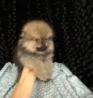 Riley, a male Pomeranian for sale in Greenville, GA – 4 of 7