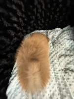 Harmony , a female Pomeranian for sale in Greenville, GA – 4 of 4