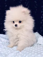Icee, a male Pomeranian for sale in Greenville, GA – Photo 3 of 4