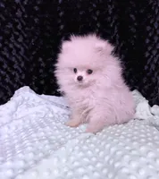 Icee, a male Pomeranian for sale in Greenville, GA – Photo 1 of 4