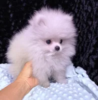 Icee, a male Pomeranian for sale in Greenville, GA – Photo 2 of 4