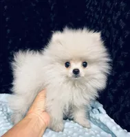 Icee, a male Pomeranian for sale in Greenville, GA – Photo 4 of 4