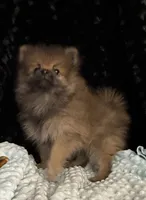 Maggi, a female Pomeranian for sale in Greenville, GA – 5 of 5