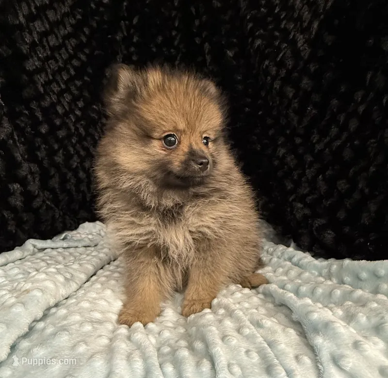 Miller – Pomeranian puppy for sale in Greenville, GA