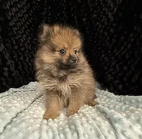 Miller, a male Pomeranian for sale in Greenville, GA – 1 of 6
