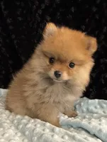 Harmony , a female Pomeranian for sale in Greenville, GA – 2 of 4