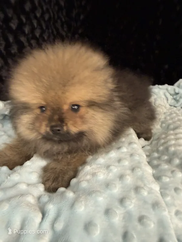 Riley – Pomeranian puppy for sale in Greenville, GA