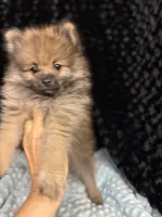 Maggi, a female Pomeranian for sale in Greenville, GA – 4 of 5