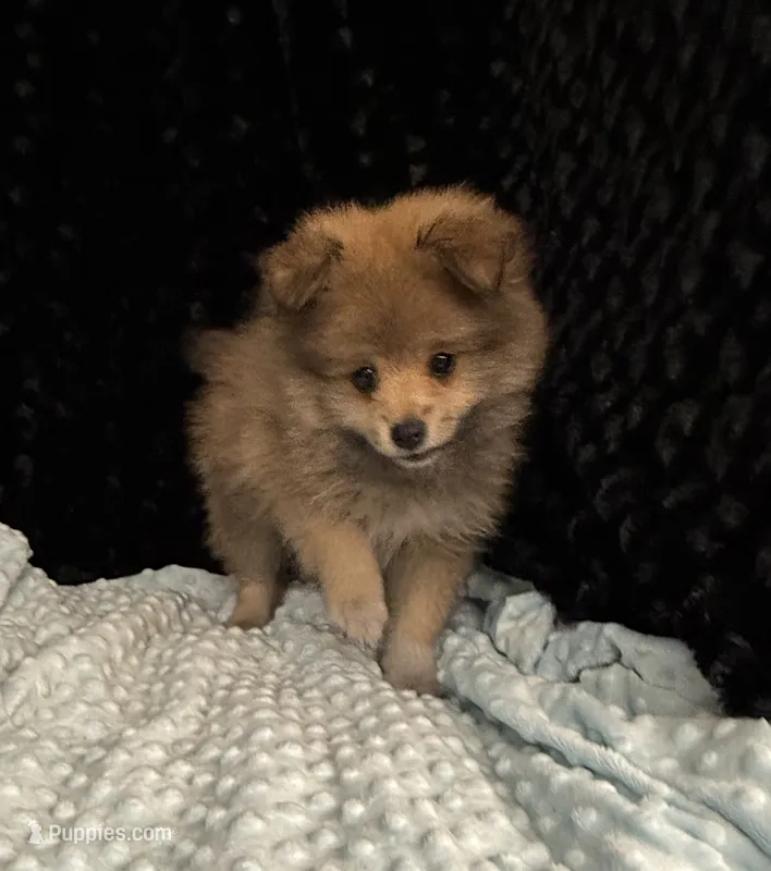 Muffy – Pomeranian puppy for sale in Greenville, GA