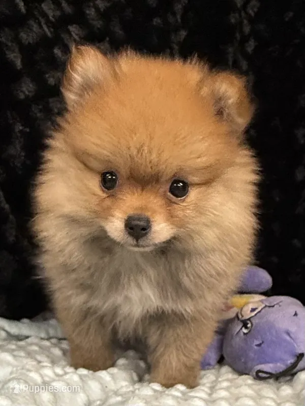 Harmony  – Pomeranian puppy for sale in Greenville, GA