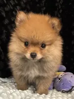 Harmony , a female Pomeranian for sale in Greenville, GA – 1 of 4