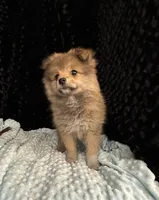 Muffy, a female Pomeranian for sale in Greenville, GA – 2 of 5