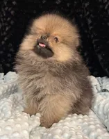 Riley, a male Pomeranian for sale in Greenville, GA – 7 of 7