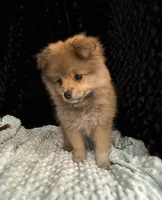Muffy, a female Pomeranian for sale in Greenville, GA – 4 of 5