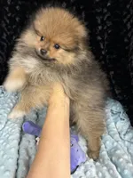 Raines , a male Pomeranian for sale in Greenville, GA – 4 of 4