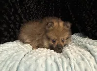Miller, a male Pomeranian for sale in Greenville, GA – 3 of 6