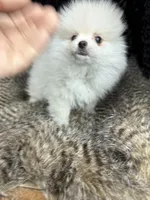 Hanley, a male Pomeranian for sale in Greenville, GA – Photo 2 of 7