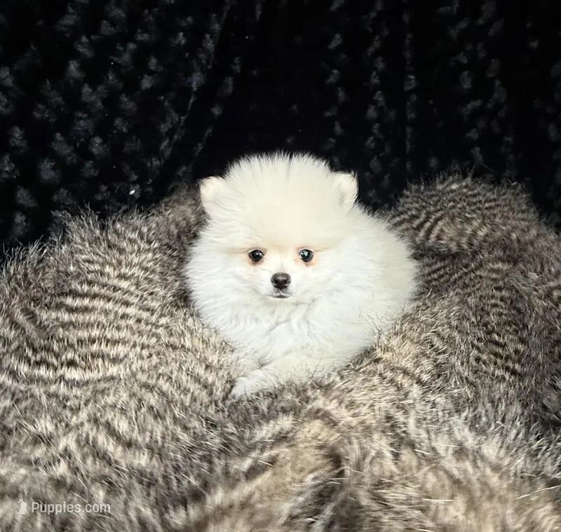 Hanley, a male Pomeranian for sale in Greenville, GA – Photo 1 of 7