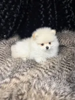 Hanley, a male Pomeranian for sale in Greenville, GA – Photo 3 of 7