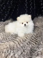 Hanley, a male Pomeranian for sale in Greenville, GA – Photo 7 of 7