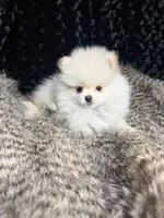 Hanley, a male Pomeranian for sale in Greenville, GA – Photo 6 of 7