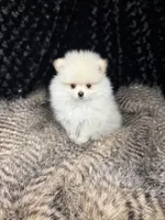 Hanley, a male Pomeranian for sale in Greenville, GA – Photo 4 of 7