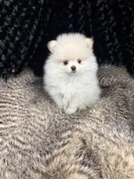 Hanley, a male Pomeranian for sale in Greenville, GA – Photo 5 of 7