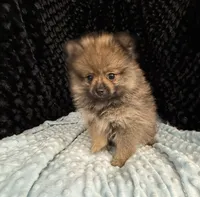 Miller, a male Pomeranian for sale in Greenville, GA – 4 of 6