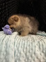 Raines , a male Pomeranian for sale in Greenville, GA – 3 of 4