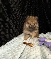 Miller, a male Pomeranian for sale in Greenville, GA – 2 of 6