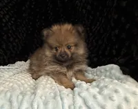 Miller, a male Pomeranian for sale in Greenville, GA – 6 of 6