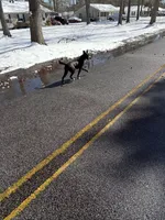 Nala, a female American Pit Bull Terrier and German Shorthaired Pointer for sale in Sumter, SC – Photo 5 of 6