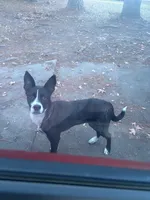 Nala, a female American Pit Bull Terrier and German Shorthaired Pointer for sale in Sumter, SC – Photo 3 of 6