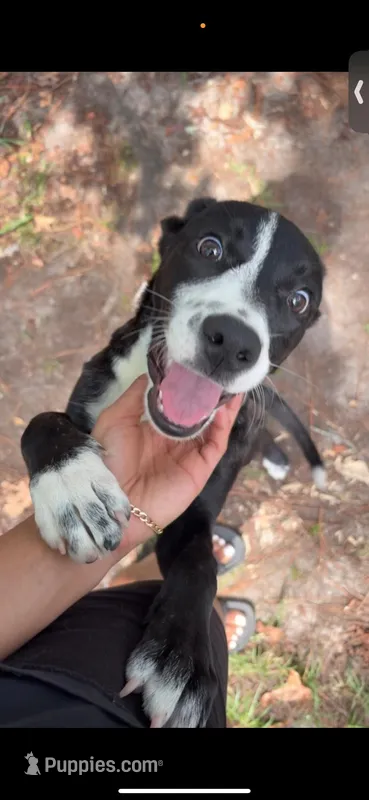 Nala – American Pit Bull Terrier, German Shorthaired Pointer puppy for sale in Sumter, SC
