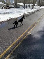 Nala, a female American Pit Bull Terrier and German Shorthaired Pointer for sale in Sumter, SC – Photo 6 of 6