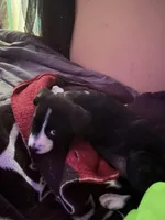 Nala, a female American Pit Bull Terrier and German Shorthaired Pointer for sale in Sumter, SC – Photo 2 of 6