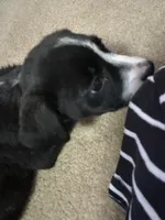 Nala, a female American Pit Bull Terrier and German Shorthaired Pointer for sale in Sumter, SC – Photo 4 of 6