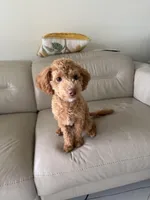 Latte, a male Maltipoo and Poodle - Toy  for sale in Los Angeles, CA – Photo 2 of 3
