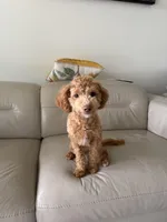 Latte, a male Maltipoo and Poodle - Toy  for sale in Los Angeles, CA – Photo 3 of 3