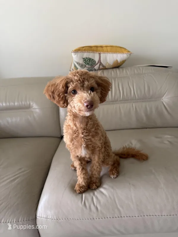 Latte – Maltipoo, Poodle - Toy  puppy for sale in Los Angeles, CA