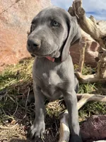 Pink Collar - blue female, a female Weimaraner for sale in Joes, CO – Photo 3 of 8