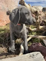 Pink Collar - blue female, a female Weimaraner for sale in Joes, CO – Photo 7 of 8